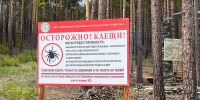 Клещи стали активнее присасываться к жителям Бурятии - ВостокТелеИнформ