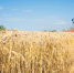 combine-harvester-working-wheat-field.jpg - Центр Мой бизнес