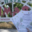 Антинаркотическая акция прошла в Луганске - Город Луганск