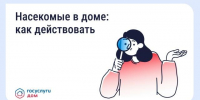 Насекомые в доме: как действовать - Знамя Октября