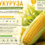 В Сосновоборске начался сезон свежей кукурузы: как выбрать, хранить злаковый продукт - Газета Рабочий