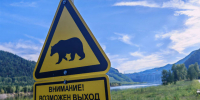 В Таштыпском районе медведи всё чаще стали выходить к людям - ИА Хакасия