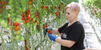 На Ставрополье нарастили производство тепличных овощей на 7% - ИА Победа 26