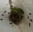 СИГНАЛИЗАЦИОННОЕ СООБЩЕНИЕ РОССЕЛЬХОЗЦЕНТРА. - Воробьёвский район