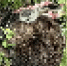 ВЕСТИ С ПОЛЕЙ: в Ишимском муниципальном округе выявлен факт незаконной добычи охотничьих ресурсов в заказнике регионального значения - Госохотдепартамент Тюменской области