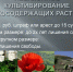 АДМИНИСТРАЦИЯ ФРУНЗЕНСКОГО РАЙОНА ИНФОРМИРУЕТ - Город Владимир