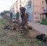 В Калуге спилят тысячу деревьев - Калужский перекрёсток