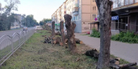 В Калуге спилят тысячу деревьев - Калужский перекрёсток