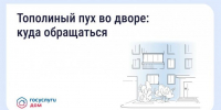 Что делать, если двор заполонил тополиный пух - Кабардино-Балкарская правда