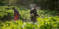 В Мурманске идет борьба с борщевиком - Мурманский вестник