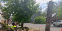 В Калуге этим летом спилят до 1050 аварийных деревьев - Телерадиокомпания Ника