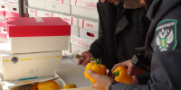 В Дагестане выявили 465 тонн зараженной иностранной сельхозпродукции - РИА Дагестан