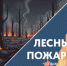 От костра до бедствия: что нужно знать о лесных пожарах - Murman.Ru