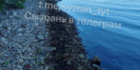 На берегах Волги около Сызрани в воде появилась некая гадость. Масштаб беды пока неизвестен - КТВ-ЛУЧ