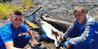 Смоленские спасатели вытащили козу из болотной топи - О чём Говорит Смоленск
