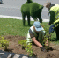 Фото: vlc.ru | Более тысячи новых деревьев и кустарников появилось во Владивостоке в июне - PrimPress.Ru