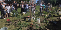 Выпускники-медалисты высадили на берегу Летнего озера в Калининграде ещё 150 кустов сирени (фото) - Kaliningrad.Ru