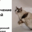 Часть столицы Хакасии останется без горячей воды - ИА Хакасия