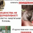 Действия при укусе животными - Город Владимир
