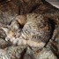 Якобы готовится новое наступление ВС России на Киев — утренняя сводка - Столица С
