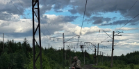 В Мурманске спасают двух лебедят-сирот - ИА Nord-News.Ru
