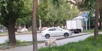 Барнаульцев напугал агрессивный алабай, который бросался на мелких животных - Barneos22.ru