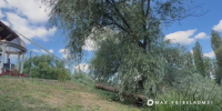 В Белгороде из реки в парке Победы достали гигантскую ветку ивы - Сетевое издание Победа 31
