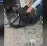 Гималайского медведя поймали прямо в черте города Владивостока - ГТРК Владивосток