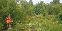 В Саранске продолжаются работы по покосу борщевика Сосновского силами рабочих муниципальных учреждений города - Администрация города Саранск