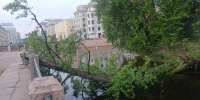 На Крюковом канале дерево «помяло» историческую чугунную ограду - Neva.Today