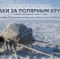 Таймырский краеведческий музей приглашает жителей Дудинки и их четвероногих друзей на фотовыставку «Собаки за полярным кругом» - Город Дудинка