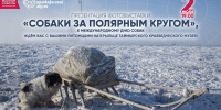Таймырский краеведческий музей приглашает жителей Дудинки и их четвероногих друзей на фотовыставку «Собаки за полярным кругом» - Город Дудинка
