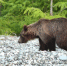 26-07-01-bear - Заповедное Прибайкалье