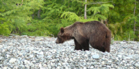 26-07-01-bear - Заповедное Прибайкалье
