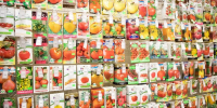 В Тульской области выявили продажу сомнительных семян томатов - ИА Тульская служба новостей