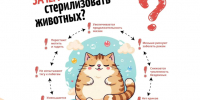 С заботой о братьях наших меньших. - Старооскольский городской округ