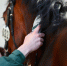 FEI HorseApp становится обязательным для участия в международных соревнованиях - Федерация конного спорта