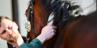 FEI HorseApp становится обязательным для участия в международных соревнованиях - Федерация конного спорта