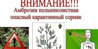Внимание жителей станицы Новопокровской! - Нопокровское сельское поселение