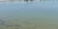Разложение водорослей привело к загрязнению Соленого озера в Ростовской области - DonDay.Ru