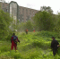 Опасное ядовитое растение в Мурманске. Борьба продолжается - Телекомпания ТВ-21