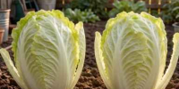 1 дешевый продукт с кухни — и сорняки исчезнут за 3 часа: садовый эксперт поделился лайфхаком - IrkutskMedia.Ru