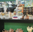 Уникальный музей коров в Россоши включили в один из девяти туристических автомаршрутов области - Правительство Воронежской области