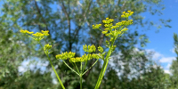 Циклахена и золотая розга: какие растения попали в список вредных в Алтайском крае - Сетевое издание Толк