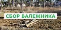 ИНФОРМАЦИОННОЕ ПИСЬМО о правовом регулировании сбора валежника гражданами для собственных нужд - МО Светогорское городское поселение