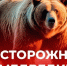 Меры безопасности при встрече с медведем в лесу. - Северо-Енисейский муниципальный округ