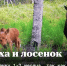 В Бурятии фотоловушка запечатлела лосиху и её новорожденного малыша - Газета Номер один