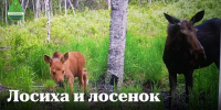 В Бурятии фотоловушка запечатлела лосиху и её новорожденного малыша - Газета Номер один