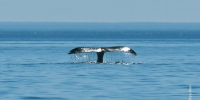 Ученые изучат кормовую базу редких гренландских китов в Охотском море - Газета Магаданская правда