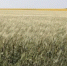 В Оренбуржье пройдет Областной день поля - Министерство сельского хозяйства